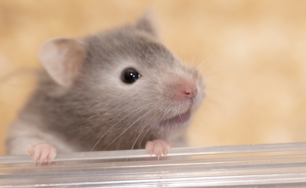 【爆走】ハムスター、何故そんなに回るのが好きなのか!