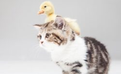 【動画】アヒルと猫の食事風景、不公平感しかないｗｗｗｗ