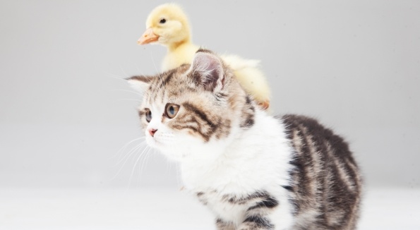 【動画】アヒルと猫の食事風景、不公平感しかないｗｗｗｗ