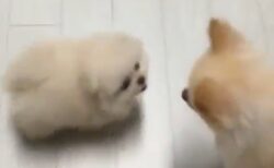 【まんまる】じゃれ合う子犬ポメラニアンが可愛すぎる。ころっころｗ