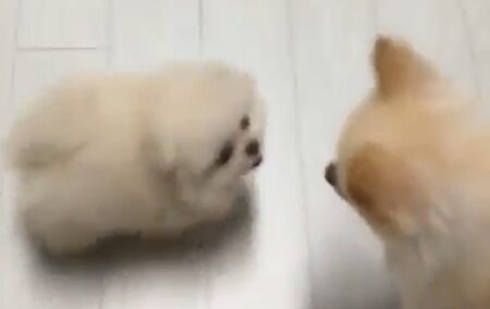 【まんまる】じゃれ合う子犬ポメラニアンが可愛すぎる。ころっころｗ