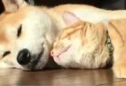 【癒やし】犬＆猫の超絶理想的な添い寝が発見される。羨ましい！