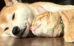 【癒やし】犬＆猫の超絶理想的な添い寝が発見される。羨ましい！