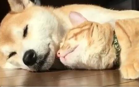 【癒やし】犬＆猫の超絶理想的な添い寝が発見される。羨ましい！