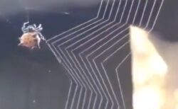 【凄い】蜘蛛の巣を作るクモが器用すぎる！芸術的！