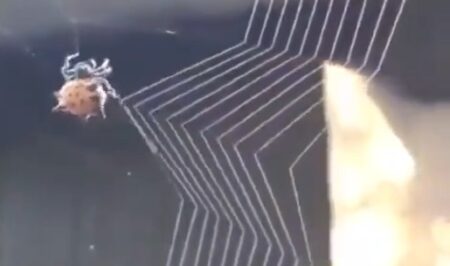【凄い】蜘蛛の巣を作るクモが器用すぎる！芸術的！