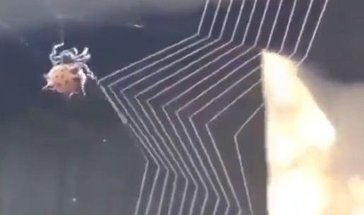 【凄い】蜘蛛の巣を作るクモが器用すぎる！芸術的！