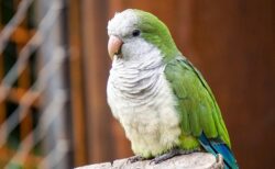 【衝撃】鳥かご洗ってるのを見てたインコ、飛び込んで水浴びし始めるｗｗｗｗ