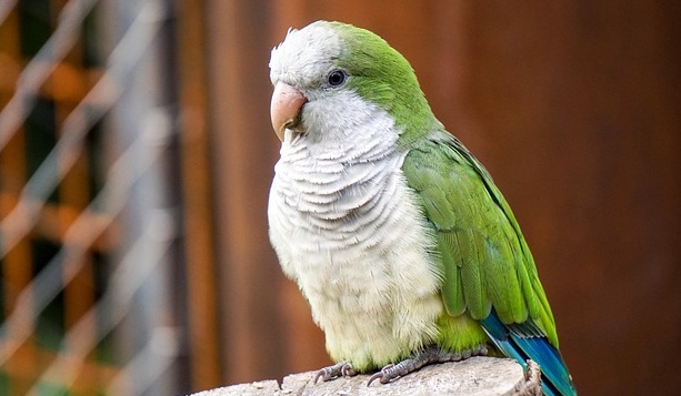 【衝撃】鳥かご洗ってるのを見てたインコ、飛び込んで水浴びし始めるｗｗｗｗ