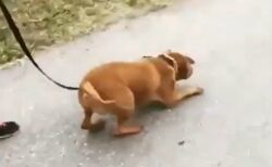 何年もシェルターで過ごした犬の散歩、空を飛びそうな勢いｗ