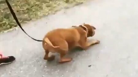 何年もシェルターで過ごした犬の散歩、空を飛びそうな勢いｗ