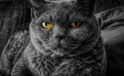 【動画】息子が転んだら速攻で駆け付ける猫、頼もしい！