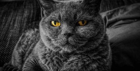 【動画】息子が転んだら速攻で駆け付ける猫、頼もしい！