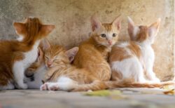 あくびが伝染する猫たち、幸せそうｗ