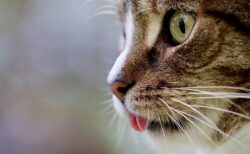 【え！？】帰宅したらうちの猫がパソコンで YouTube見てるんだがｗｗｗｗ