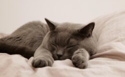 【笑】爆睡中の猫、見たことないすごい形相が可愛いすぎた