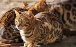 【凄い】陰陽のマークみたいにぴったり収まった猫ちゃん達が可愛すぎる！