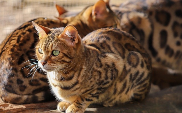 【凄い】陰陽のマークみたいにぴったり収まった猫ちゃん達が可愛すぎる！