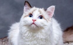 【！】何見てるのかな？と思ったら・・・まさかの鏡越しにこっちを見てた！