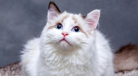 【！】何見てるのかな？と思ったら・・・まさかの鏡越しにこっちを見てた！