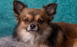 【え】仁王立ちするチワワ、可愛いすぎてヤバいｗｗｗｗ