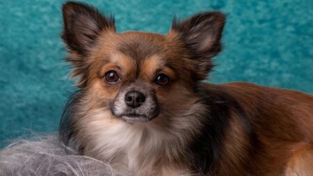 【え】仁王立ちするチワワ、可愛いすぎてヤバいｗｗｗｗ