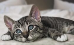 【もふもふ】連休太り？！のネコちゃんがかわいすぎるっ