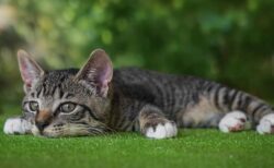 【笑】ラグビーで誰よりも興奮しているうちの猫見て！可愛すぎるでしょ！