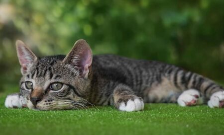 【笑】ラグビーで誰よりも興奮しているうちの猫見て！可愛すぎるでしょ！