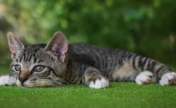 【液体】どう見ても無理そうな隙間におさまっちゃう猫！幸せそう！