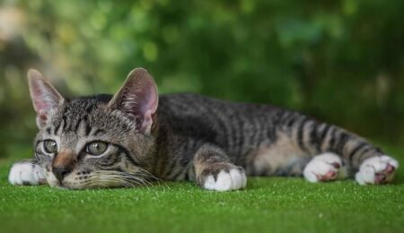 【液体】どう見ても無理そうな隙間におさまっちゃう猫！幸せそう！