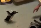 【！】赤ちゃんペンギン、大好きな飼育員さんを見つけた時の喜び方がかわいすぎる