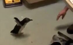 【！】赤ちゃんペンギン、大好きな飼育員さんを見つけた時の喜び方がかわいすぎる