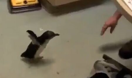 【！】赤ちゃんペンギン、大好きな飼育員さんを見つけた時の喜び方がかわいすぎる