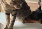 【犬と猫】食事中の子猫、じっと見てるワンコにカリカリ1粒おすそ分け、可愛すぎる!!!