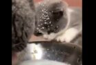 母猫がおいしそうにミルクをペロペロ。その横で飛沫を浴びる子猫
