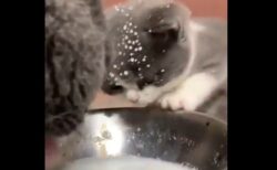 母猫がおいしそうにミルクをペロペロ。その横で飛沫を浴びる子猫