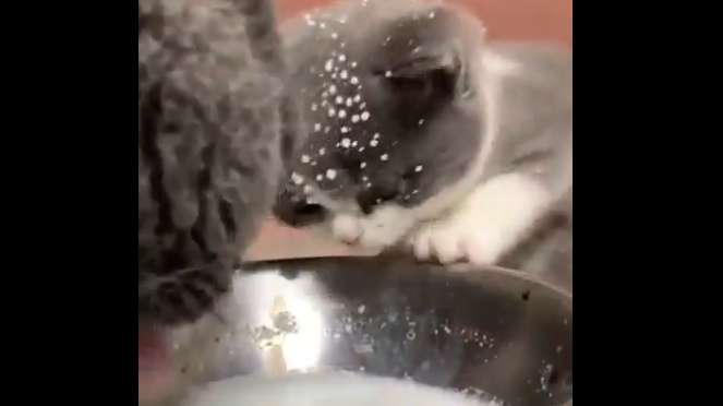 母猫がおいしそうにミルクをペロペロ。その横で飛沫を浴びる子猫