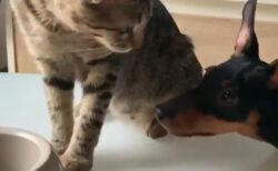 【犬と猫】食事中の子猫、じっと見てるワンコにカリカリ1粒おすそ分け、可愛すぎる!!!