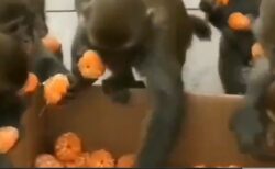 【行儀】人間よりマナーが良いお猿さん集団が話題に