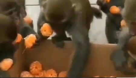 【行儀】人間よりマナーが良いお猿さん集団が話題に