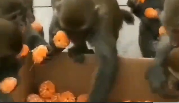 【行儀】人間よりマナーが良いお猿さん集団が話題に