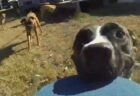 【GoPro】飼い主から奪ったカメラを咥えて走る犬が可愛い。なかなかレアな目線！