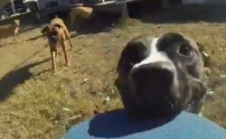 【GoPro】飼い主から奪ったカメラを咥えて走る犬が可愛い。なかなかレアな目線！