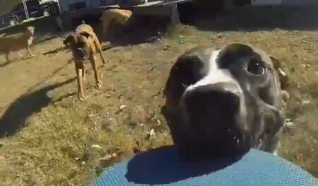 【GoPro】飼い主から奪ったカメラを咥えて走る犬が可愛い。なかなかレアな目線！