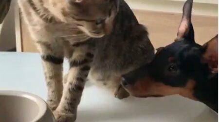 【犬と猫】食事中の子猫、じっと見てるワンコにカリカリ1粒おすそ分け、可愛すぎる!!!