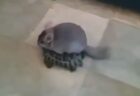 【え】亀に乗って旅をするチンチラがかわいすぎる
