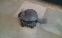【え】亀に乗って旅をするチンチラがかわいすぎる