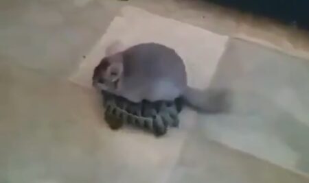【え】亀に乗って旅をするチンチラがかわいすぎる