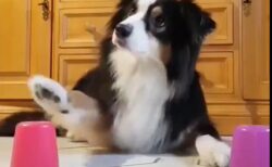 【！】手品を目の当たりにしたボーダーコリーの表情ｗｗｗｗ